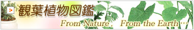 観葉植物
